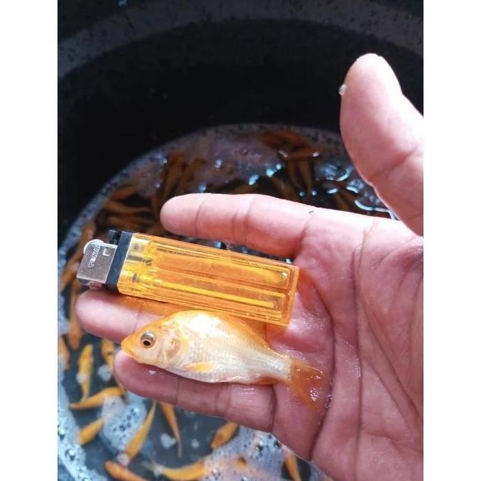 Terlaris Bibit Ikan Mas Konsumsi Warna Kuning Merah Isi 1 Liter - Bonus Pelet