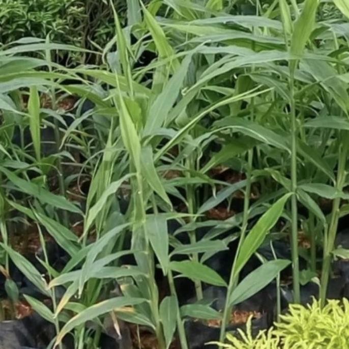 

Terlaris Pohon Jahe Merah Tanaman Herbal Bibit Pohon Jahe Merah