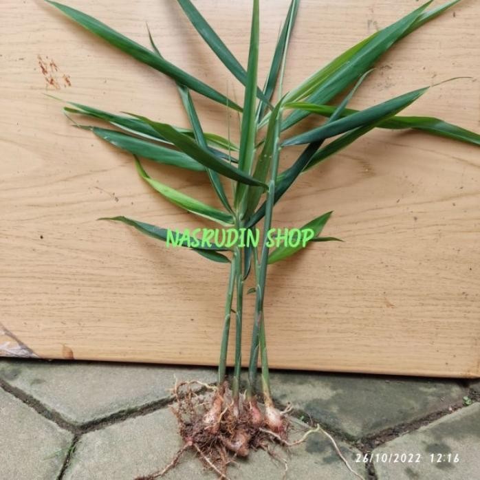 

Terlaris Bibit Jahe Merah Siap Tanam Cabutan Plibek Dan Lahan Harapan