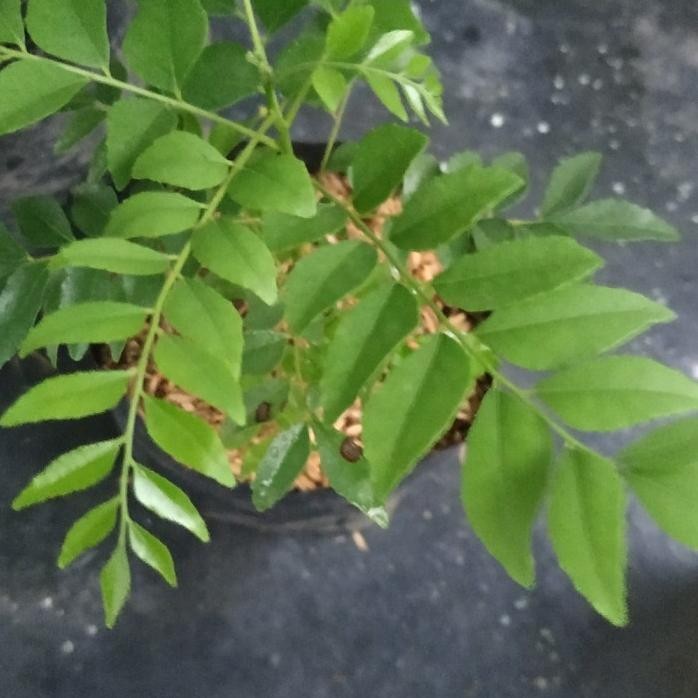 

Terlaris Bibit Tanaman Daun Kari/Salam Koja/Temurui Wild Curry Le Lestri 9090Lv