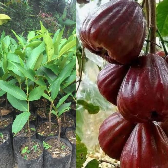 

Terlaris Bibit Tanaman Buah Jambu Air Black Kingkong Okulasi