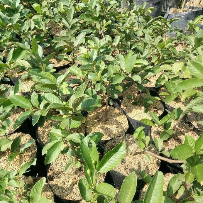 

Terlaris Bibit Jambu Kristal (Cangkok) Cepat Buah