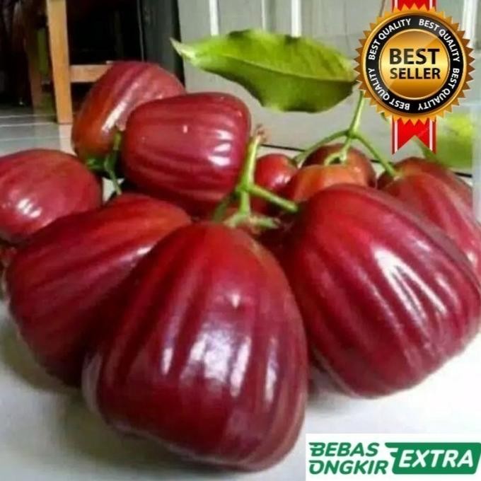 

Terlaris Bibit Jambu Air Dalhari Hasil Okulasi Cepat Berbuah