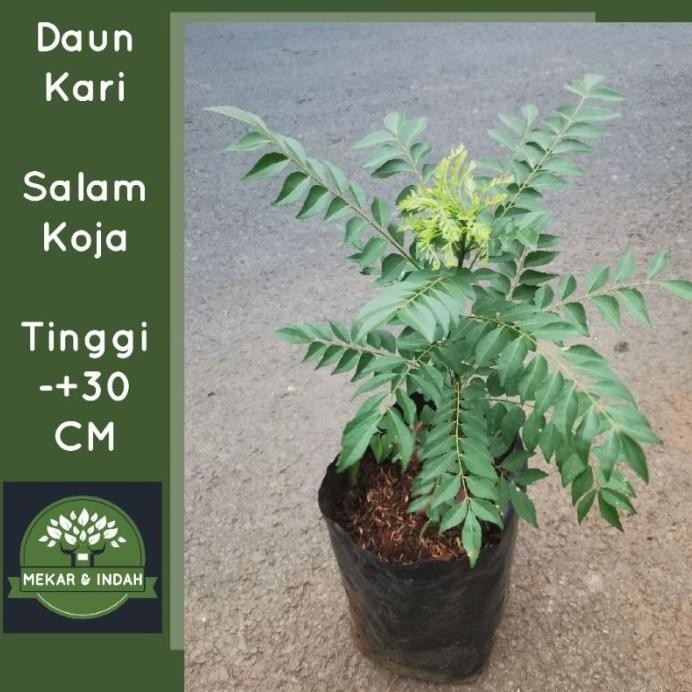 

Terlaris Ready Stock Bibit Pohon Daun Kari, Salam Koja, Tanaman Salam Koja,