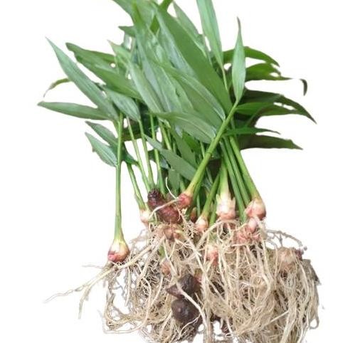 

Terlaris Promo Bibit Jahe Merah Besar Perpohon! Murah