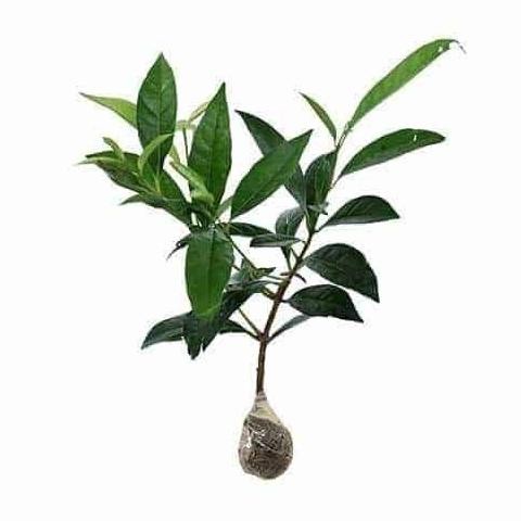 

Terlaris Bibit Tanaman Pohon Salam Bibit Salam Bibit Daun Salam Bumbu Masak