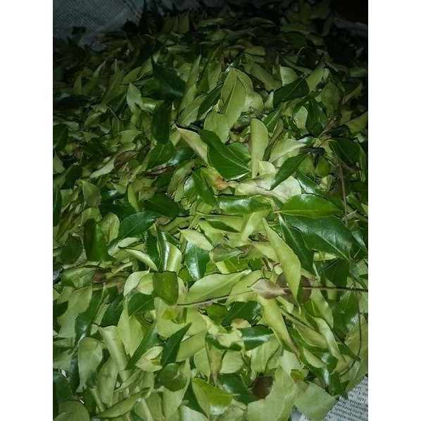

Terlaris Ready Bibit Tanaman Salam Koja/Temuru/Daun Kari