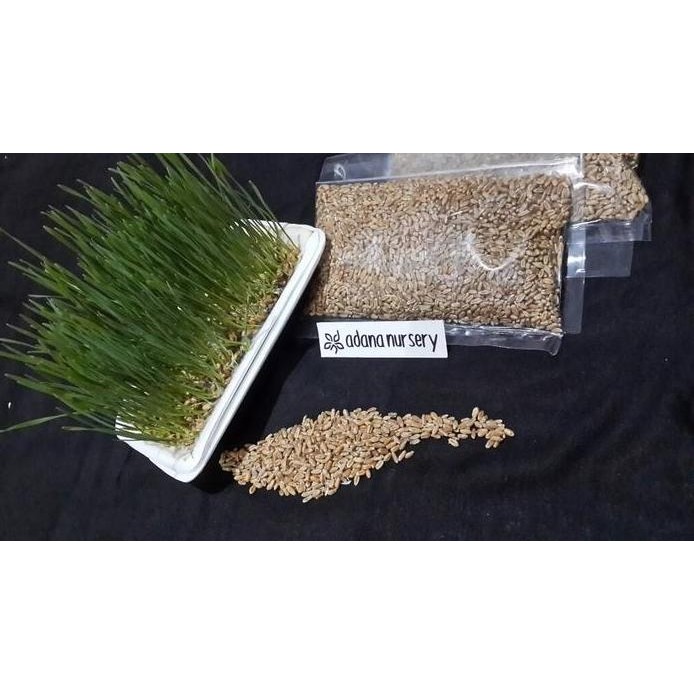 

Terlaris Benih / Biji Rumput Gandum (Wheat Grass) Berkualitas - 250 Gram