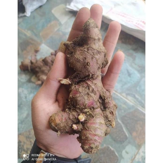 

Terlaris Jahe Merah Super Buat Bibit 500 Gram