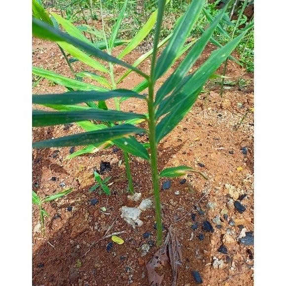 

Terlaris Bibit Jahe Gajah / Jahe Putih Fa