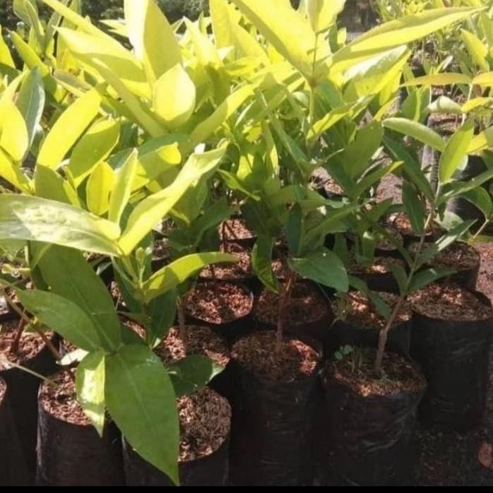 

Terlaris Bibit Jambu Dalhari