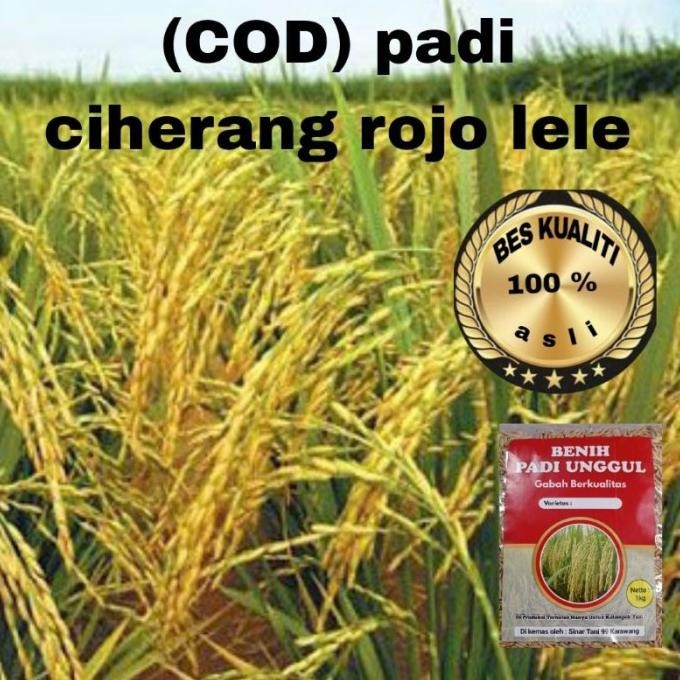 

Terlaris (Cod) Benih Padi Unggul Rojo Lele 1Kg Berkualitas Original
