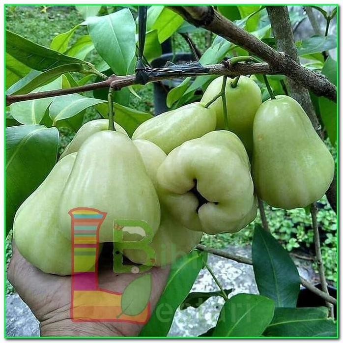 

Terlaris Bibit Buah Super Bibit Jambu Air Madu Deli / Bibit Buah / Taman Bibit