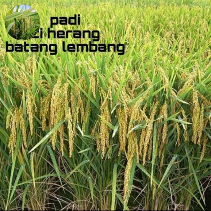 

Terlaris Benih Bibit Padi Ciherang Batang Lembang 1Kg