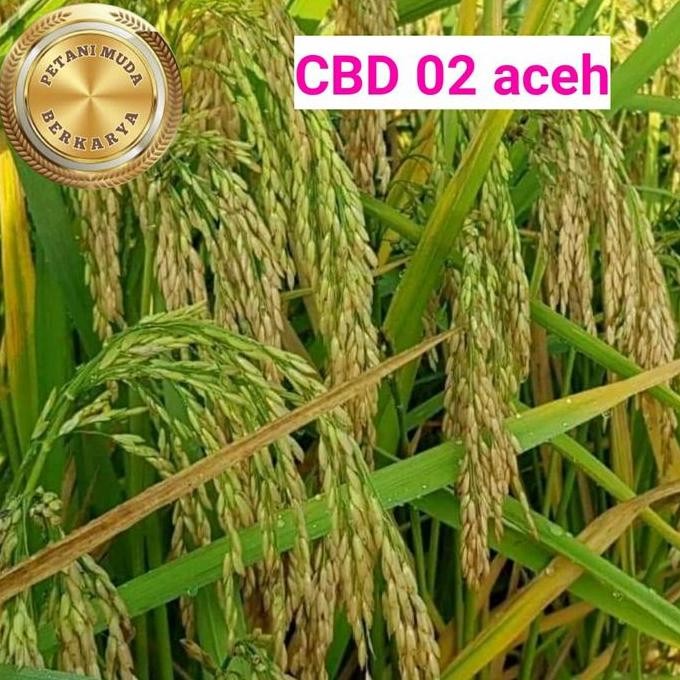 

Terlaris Benih Padi Cbd 02 Aceh Padi Galur Unggul Aceh Bibit Padi Istimewa Nasi