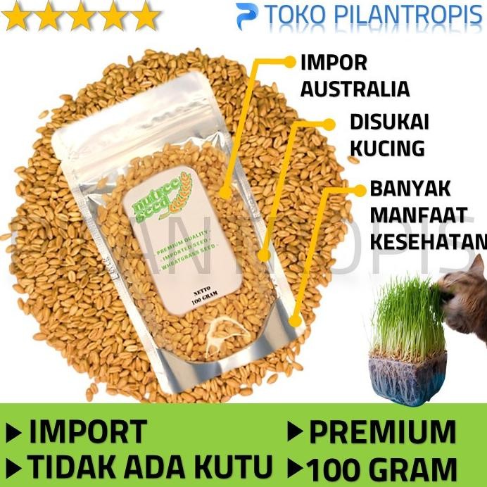 

Terlaris Benih Rumput Gandum Kucing 100Gr Bibit Wheatgrass Microgreen Seed