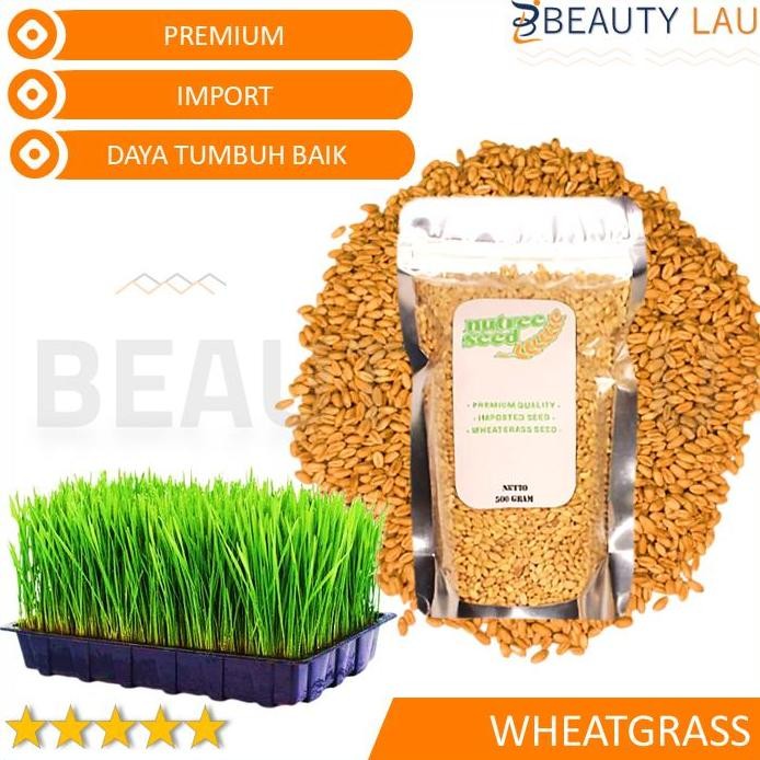 

Terlaris Benih Wheatgrass 500Gr Bibit Rumput Gandum Biji Cat Grass Microgreen