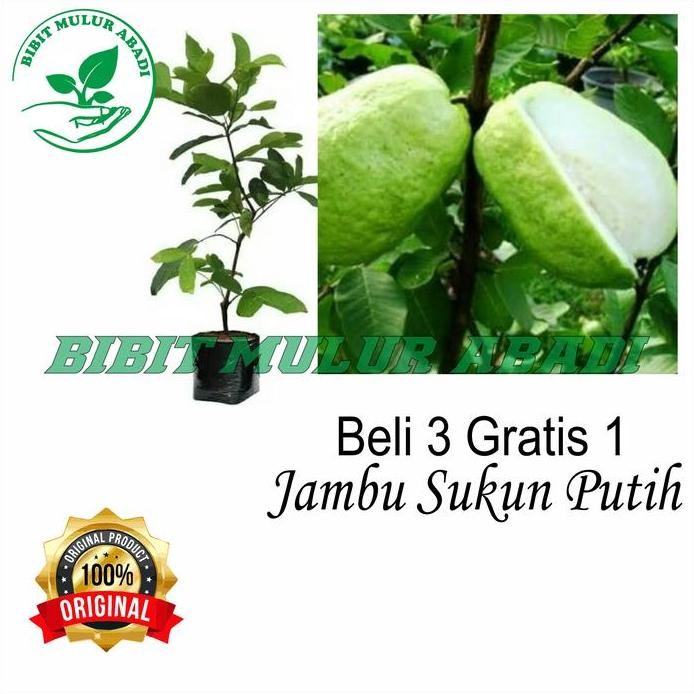 

Terlaris Bibit Buah Jambu Sukun Non Biji