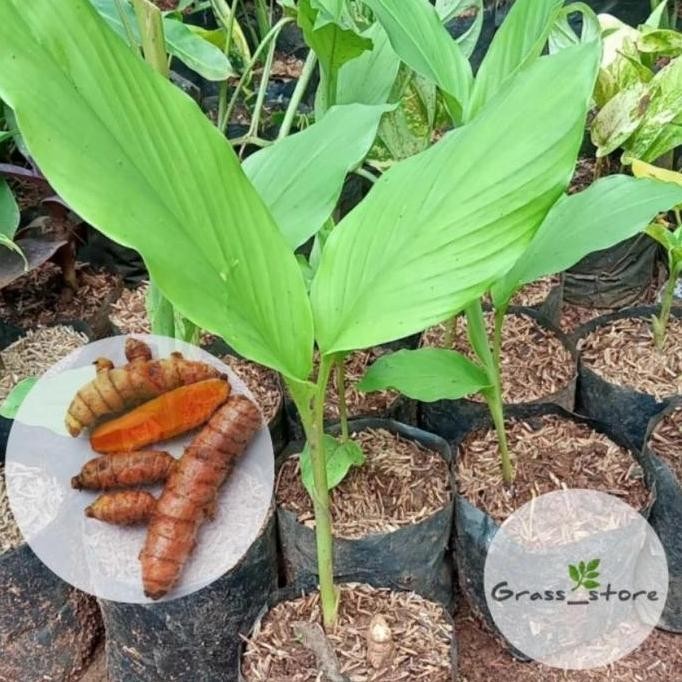 

Terlaris Bibit Tanaman Herbal Pohon Kunyit - Tanaman Kunyit Sayur