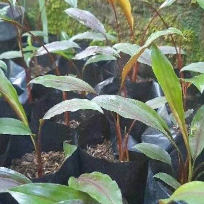 

Terlaris Bibit Tanaman Kunyit Merah