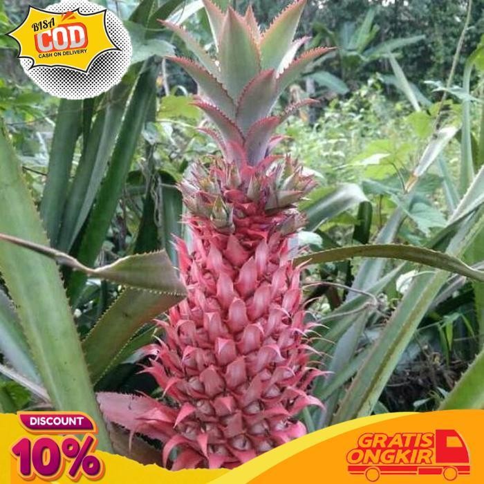 

Today New Buah Nanas Muda Merah Segar- Nanas Hutan Toko_Lokal