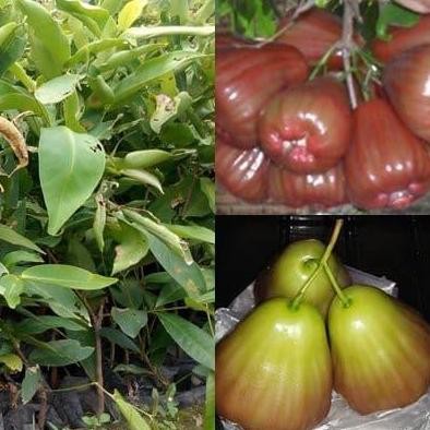 

Terlaris Bibit Jambu Air Bajang Leang
