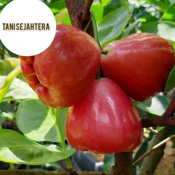 

Terlaris Bibit Jambu Air Black Kingkong Cepat Berbuah
