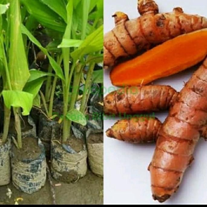 

Terlaris Bibit Tanaman Kunyit/ Herbal Kunyit Kunir