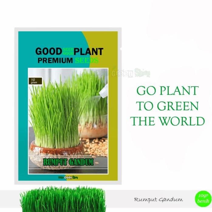 

Terlaris 10Gr - Benih Bibit Rumput Gandum Cat Grass Okegreenshop