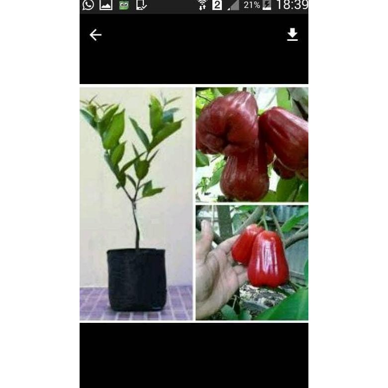 Terlaris Bibit Jambu Lilin Merah