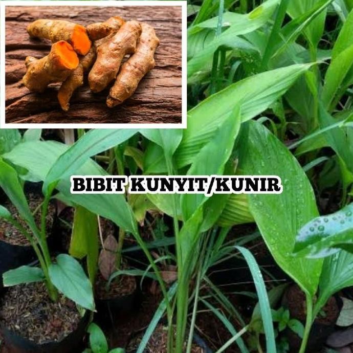 

Terlaris Bibit Tanaman Kunyit/Kunir Kaya Manfaat