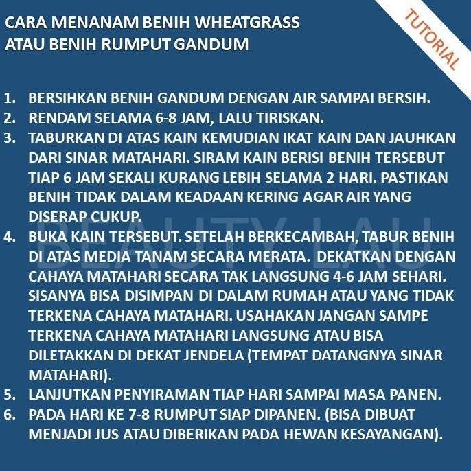 

Terlaris Termurah Benih Wheatgrass 1Kg Bibit Rumput Gandum Untuk Kucing Biji Wheat Grass