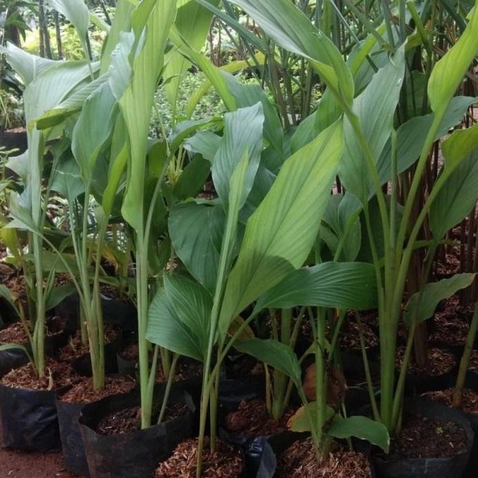 

Terlaris Bibit Pohon Kunyit Kuning - Kunyit Herbal - Kunyit Masak