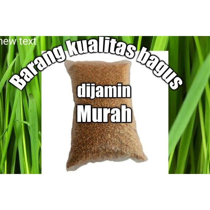 

Terlaris Benih Rumput Gandum Murah