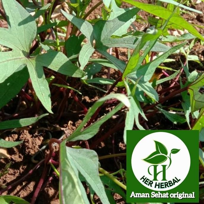 

Terlaris Bibit Umbi Cilembu Batang Merah Unggul Dan Kunyit