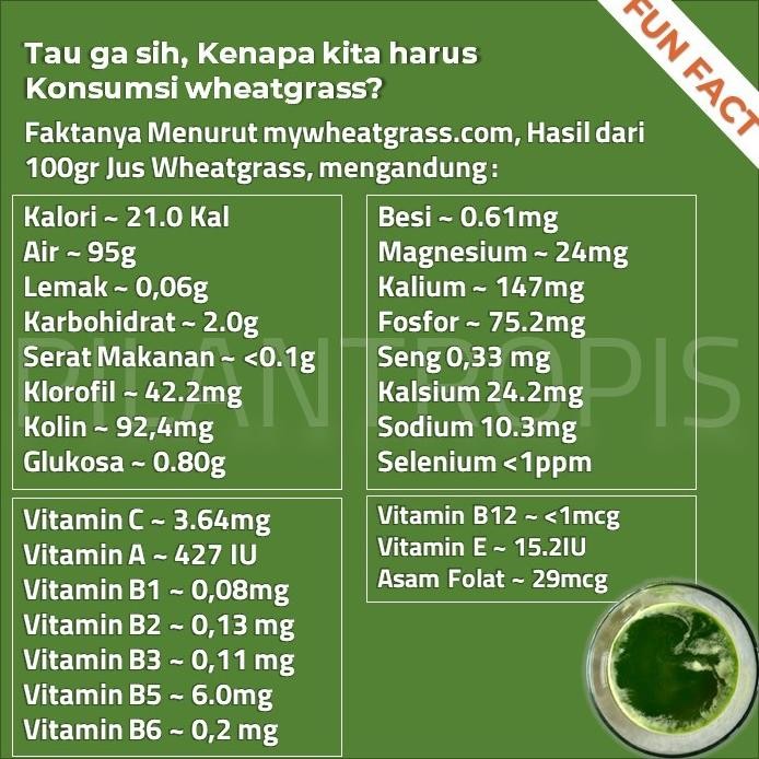 

Terlaris Benih Wheatgrass 500Gr Bibit Rumput Gandum Biji Cat Grass Microgreen