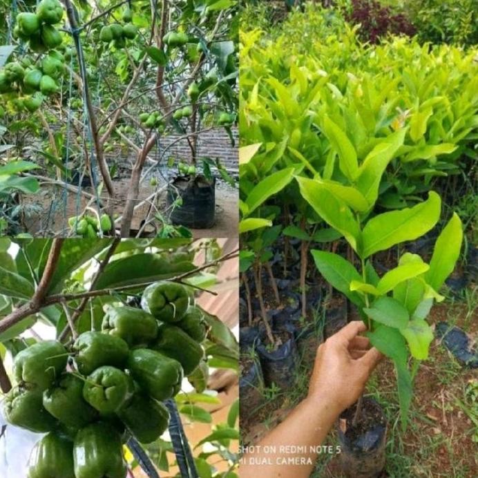 

Terlaris Benih Bibit Jambu Kiojok Asli Cepat Berbuah Terlaris