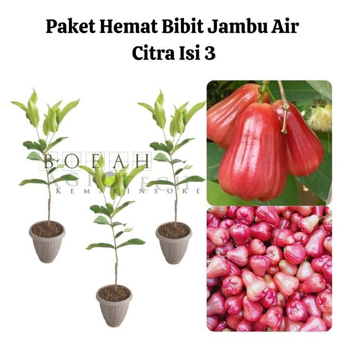 

Terlaris Paket Hemat Bibit Jambu Air Citra Okulasi Isi 3 Bonus Bibit Strawberry