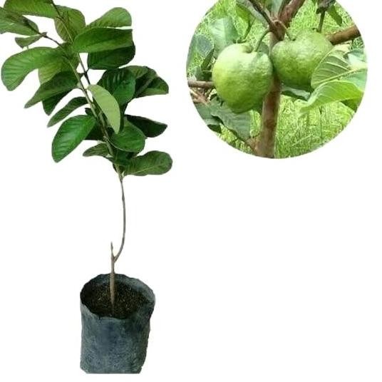 

Terlaris Bibit Jambu Kristal Artificial - Siap Kirim