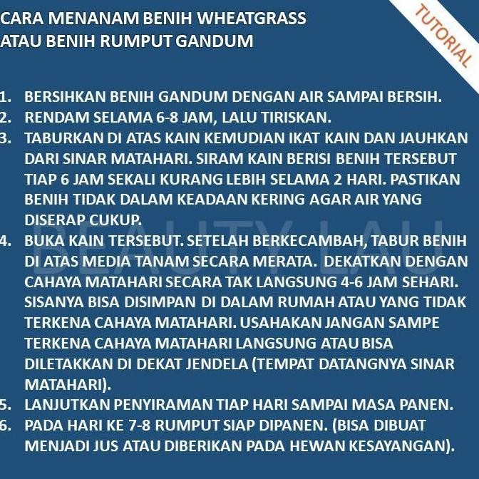 

Terlaris Benih Wheatgrass 1Kg Bibit Rumput Gandum Untuk Kucing Biji Wheat Grass