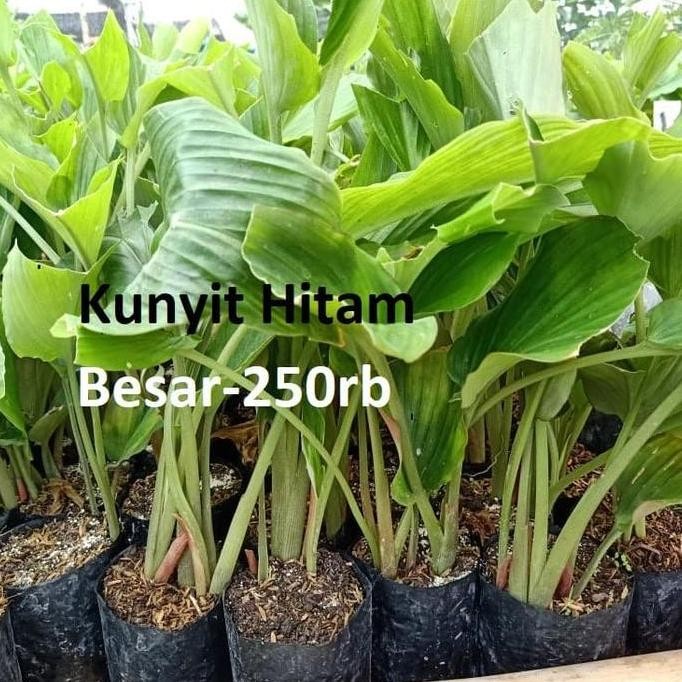 

Terlaris Bibit Kunyit Hitam Besar - Kaempferia Parviflora - Kra Chai Dum