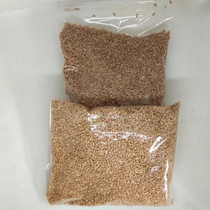 

Terlaris Benih Rumput Gandum 1000Gram