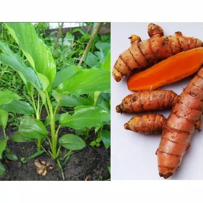 

Terlaris Promo!!! Bibit Tanaman Herbal Kunyit Kunir Kuning Pohon Obat