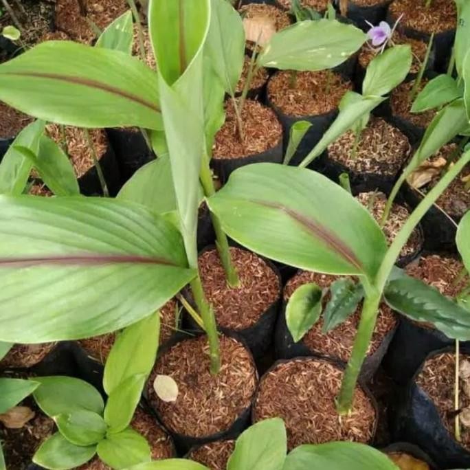 

Terlaris Bibit Temu Putih Kunyit Putih