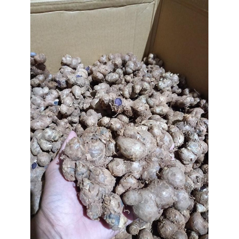 

Terlaris Diskon Bibit Kunyit Hitam 1Kg