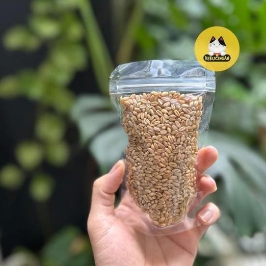 

Terlaris Um(1) Bibit Rumput Kucing Benih Wheatgrass Gandum Kuning Gold 100Gram