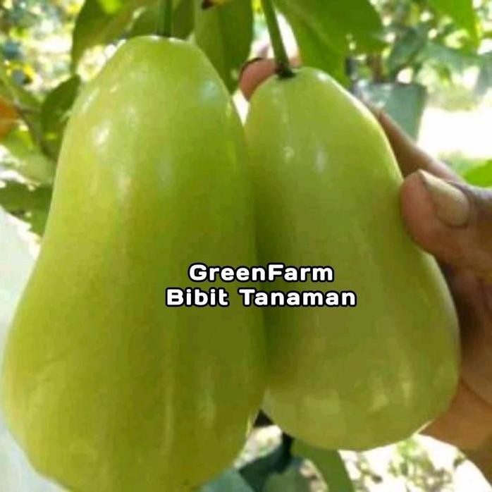 

Terlaris Bibit Jambu Air Tsg Okulasi Mudah Berbuah Bisa Untuk Tabulampot