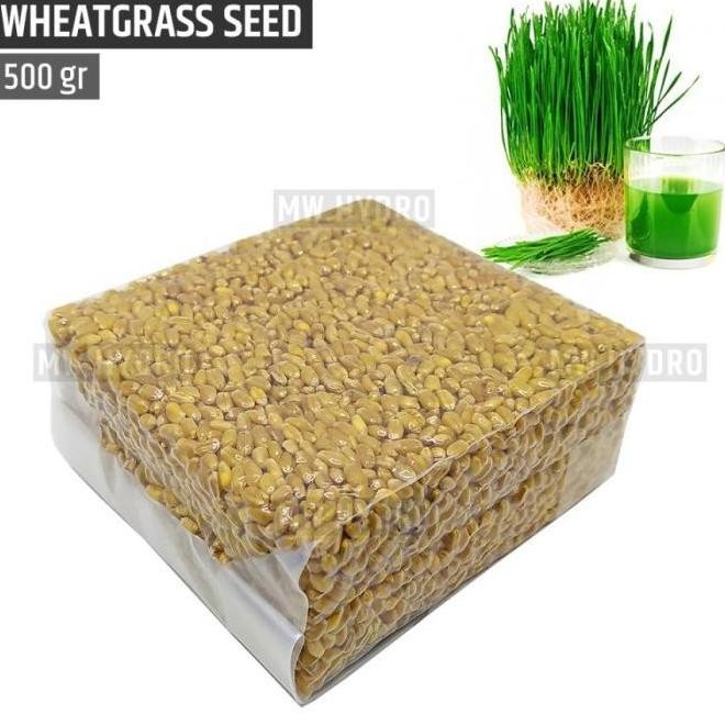 

Terlaris By Hidrofarm Benih Wheat Grass / Wheatgrass Seed / Biji Rumput Gandum - 500 Gram