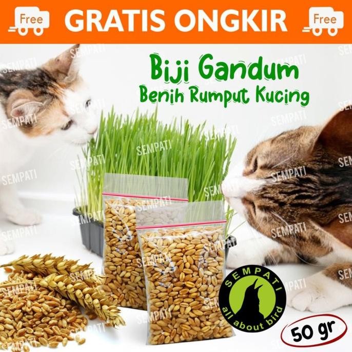 

Terlaris Biji Gandum Rumput Kucing 50Gr Benih Biji Rumput Gandum Makanan Kucing Kitten Cat Grass Wheat Grass Bibit Rumput Kucing Microgreen Seed
