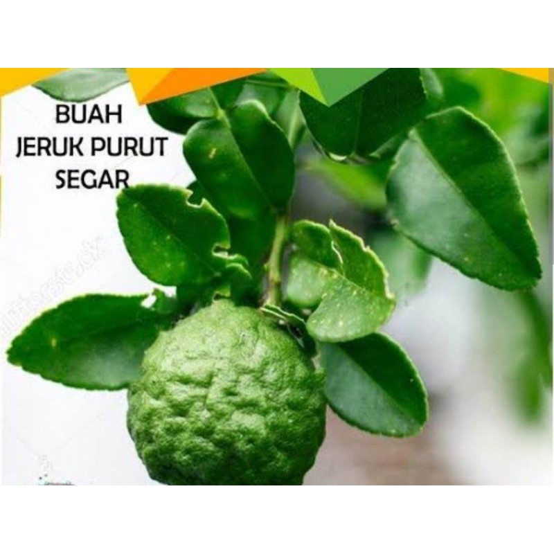 

JERUK PURUT BESAR